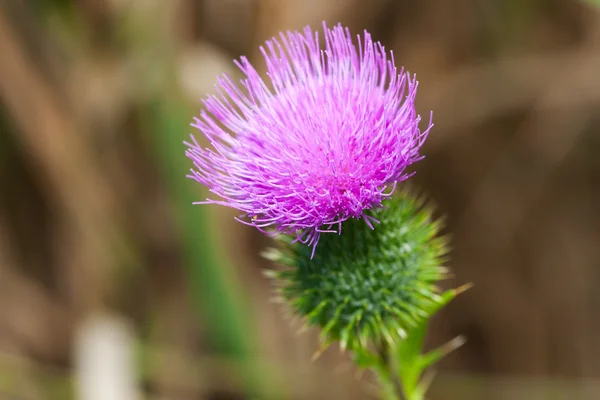 Fechar-se de um cardo florescente — Fotografia de Stock