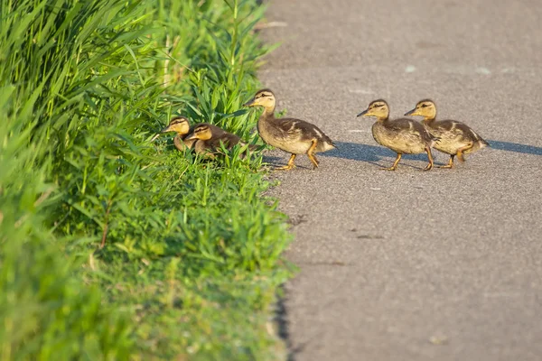 Gansos de Canadá goslings en hierba — Foto de Stock