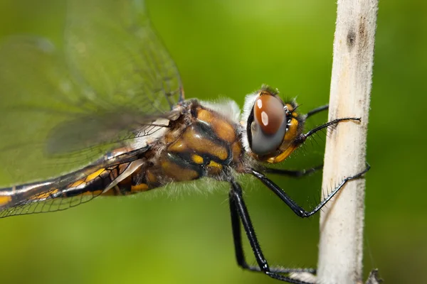 Libellula darter comune appollaiata su un bastone . — Foto Stock