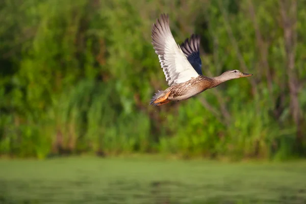 Vrouwelijke wilde eend in vlucht — Stockfoto