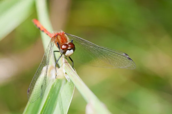 Ruddy Darter male on a branch — Stock Photo, Image