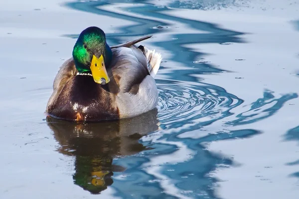 Mâle Mallard Natation — Photo