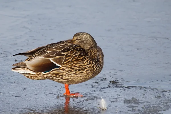 Stockente weiblich — Stockfoto