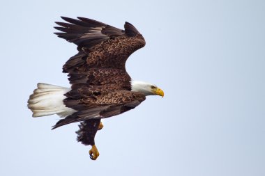 Amerikan kel kartal uçuyor