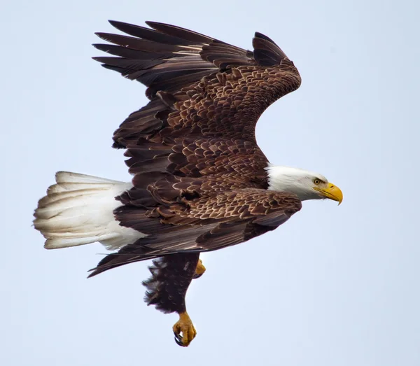 Amerikanska skallig örn flyger — Stockfoto