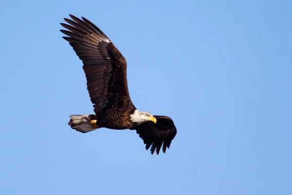 American Bald Eagle in volo — Foto Stock