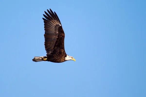 Amerikan kel kartal uçuyor — Stok fotoğraf