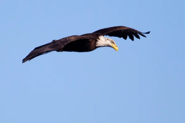 Amerikaanse zeearend vliegen — Stockfoto