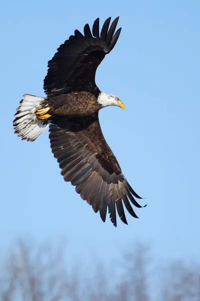 Águia careca americana voando — Fotografia de Stock