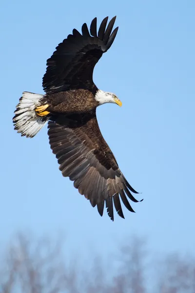 Amerikaanse zeearend vliegen — Stockfoto