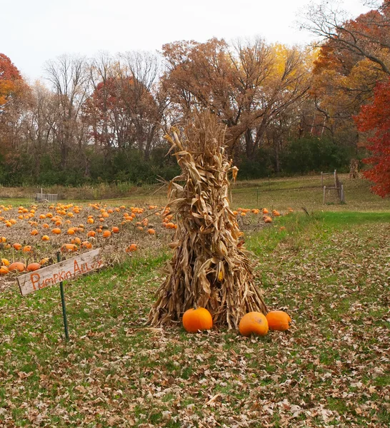 Halloween pumpkin patch fältet — Stockfoto