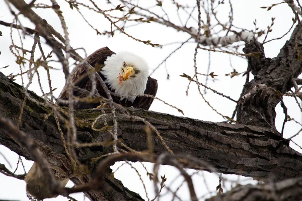Águia careca americana comendo — Fotografia de Stock