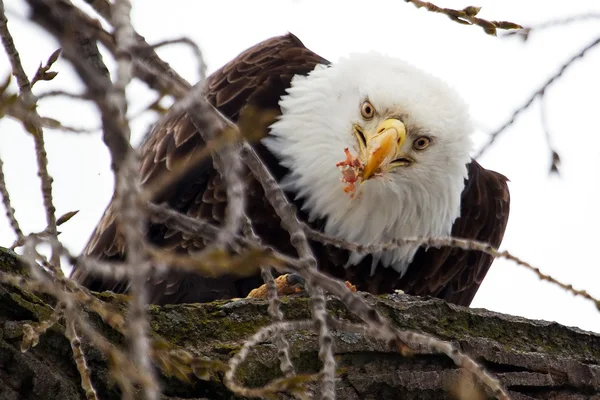 Amerikanska skallig örn äta — Stockfoto