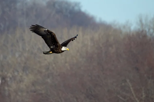 Amerikan kel kartal uçuyor — Stok fotoğraf