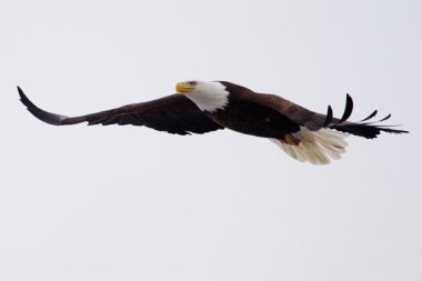 Amerikan kel kartal uçuyor