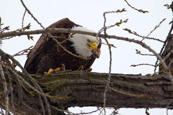 Amerikanska skallig örn äta — Stockfoto