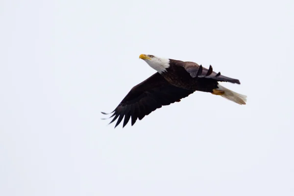 Летящий американский лысый орёл — стоковое фото