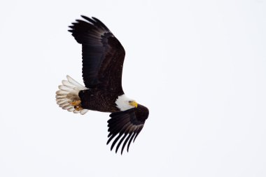 Amerikan kel kartal uçuyor