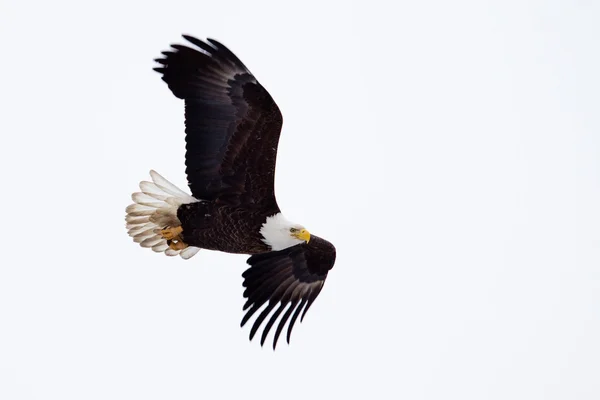 Amerikan kel kartal uçuyor