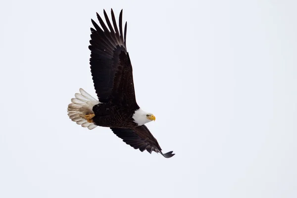 Amerikanska skallig örn flyger — Stockfoto