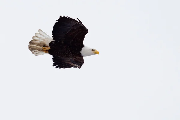 フライング アメリカの白頭鷲 — ストック写真