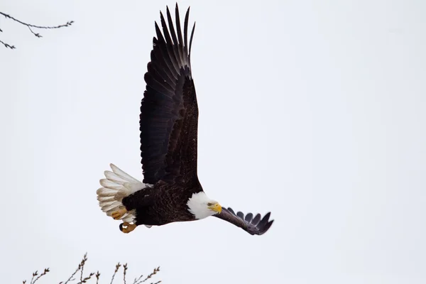 American Bald Eagle in volo — Foto Stock