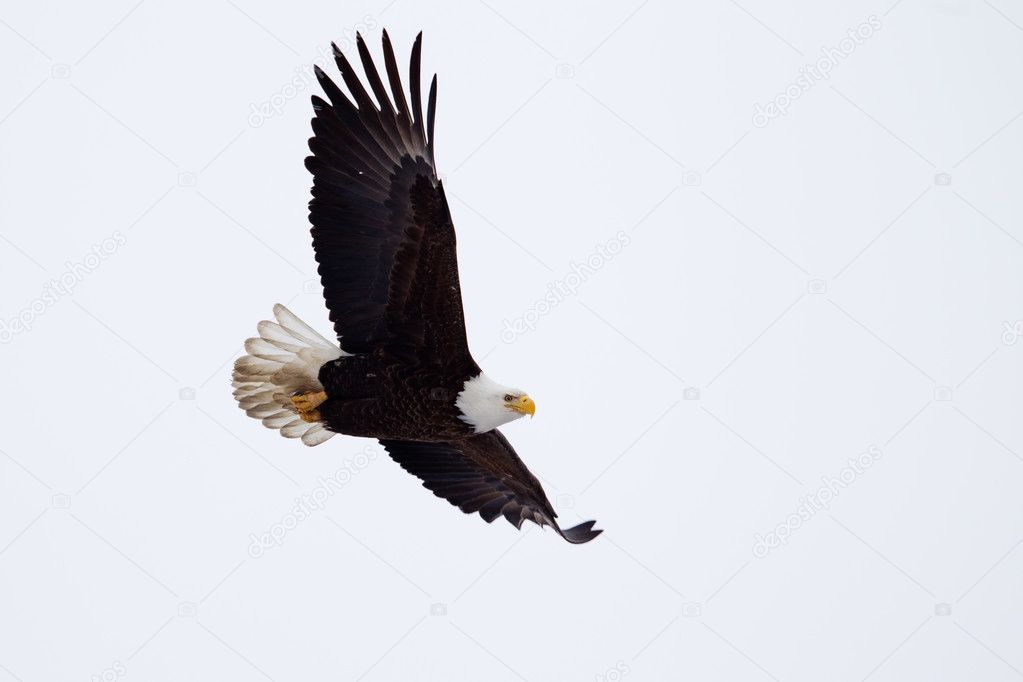 American Bald Eagle flying