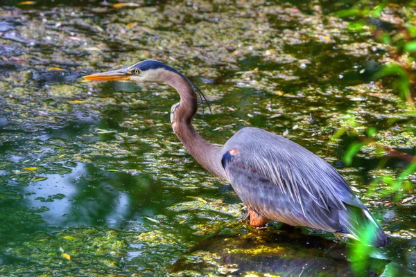 Great Blue Heron Hunting in the Swamp in hdr — Stock Photo, Image