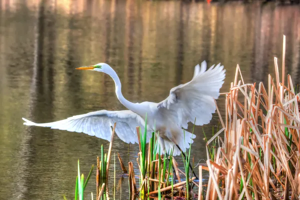 Great Egret Taking Off in hdr — Stock Photo, Image