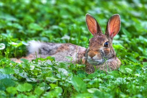 Jack Rabbit descansando em hdr — Fotografia de Stock