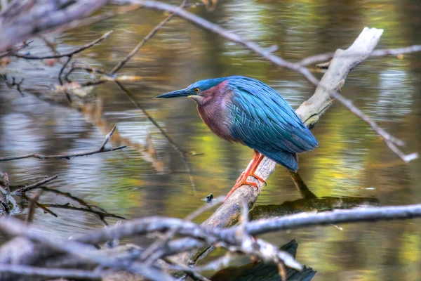 Heron verde em hdr — Fotografia de Stock