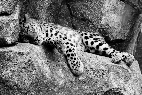 Amur Leopard a riposo in hdr e bianco e nero — Foto Stock