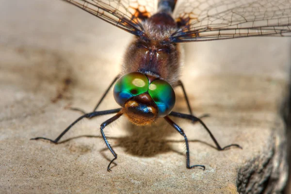 Libélula colorida em hdr — Fotografia de Stock