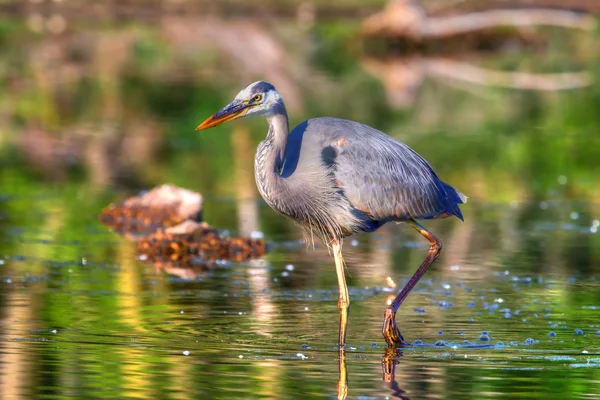 Great Blue Heron fishing in hdr — Stock Photo, Image