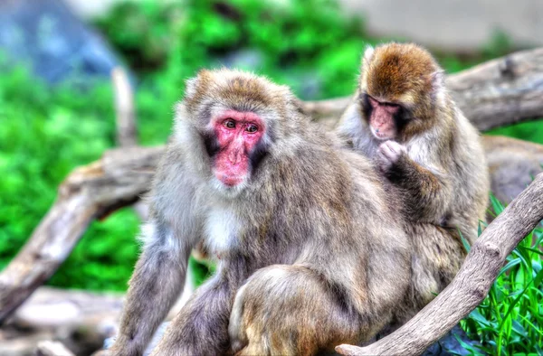 (Sneeuw) makaak Monkey's in hdr High Dynamic Range — Stockfoto