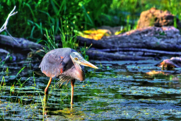 Great Blue Heron Fishing in High Dynamic Range hdr — Stock Photo, Image