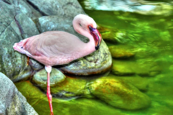 Beautiful pink flamingo in High Dynamic Range hdr — Stock Photo, Image