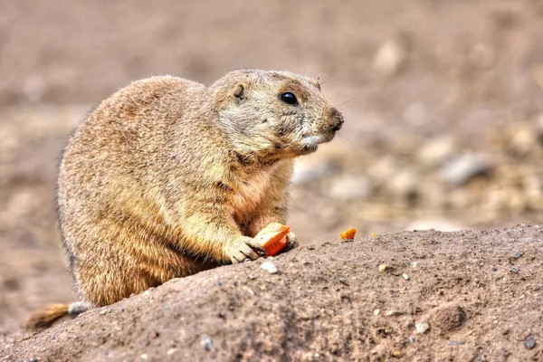 Prairie dog eating in High Dynamic Range hdr Royalty Free Stock Images