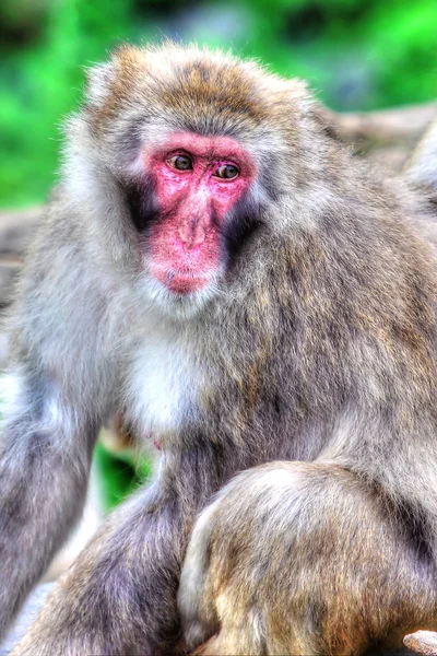 (Sneeuw) makaak Monkey's in hdr High Dynamic Range — Stockfoto