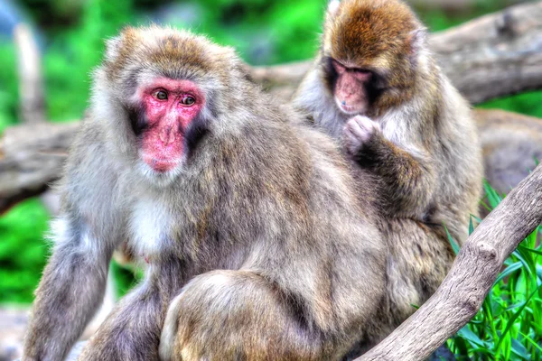 (Sneeuw) makaak Monkey's in hdr High Dynamic Range — Stockfoto