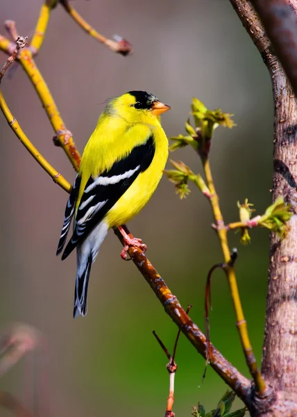 Goldfinch Perched in High Dynamic Range — Stock Photo, Image