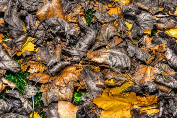 Colorido otoño deja fondo en HDR de alto rango dinámico — Foto de Stock