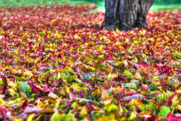 Autumn leaves Background in HDR High Dynamic Range — Stock Photo, Image