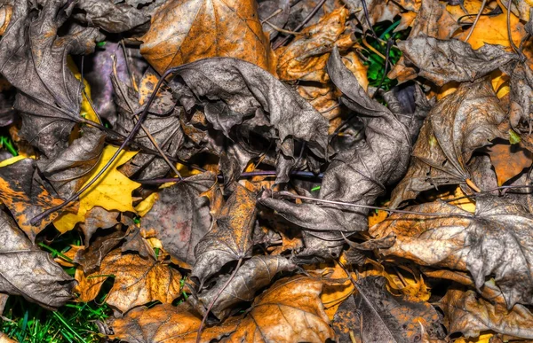 Colorido otoño deja fondo en HDR de alto rango dinámico — Foto de Stock