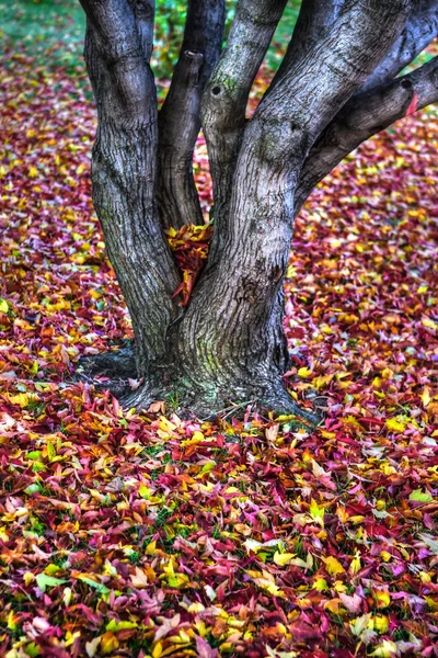 Autumn leaves Background in HDR High Dynamic Range — Stock Photo, Image