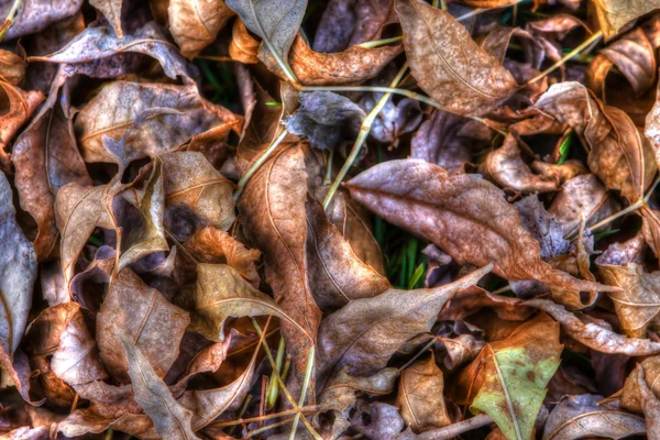 Dry Fallen Autumn Leaves Background in HDR High Dynamic Range — Stock Photo, Image