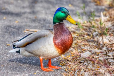 HDR içinde yürüyüş yeşilbaş