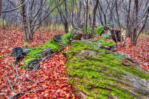 Mos op neergehaalde bomen in hdr hoog dynamisch bereik — Stockfoto