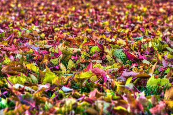 Colorido otoño deja fondo en HDR de alto rango dinámico — Foto de Stock