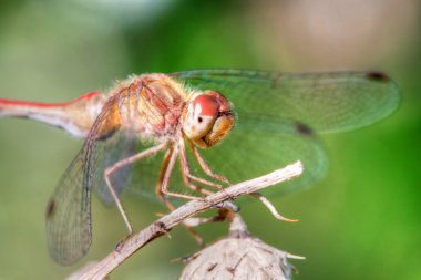 yüksek dinamik aralık içinde ortak Pasifik'ten oğlan yusufçuk